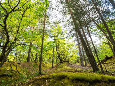 La renovación de las certificaciones FSC y PEFC consolida nuestro compromiso con la sostenibilidad medioambiental