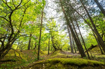 La renovación de las certificaciones FSC y PEFC consolida nuestro compromiso con la sostenibilidad medioambiental